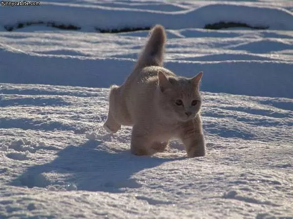 Snow Cat