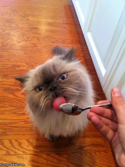 Can I Have A Lick
