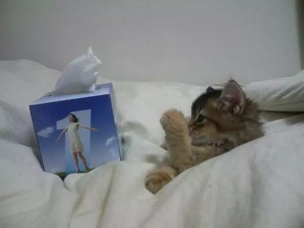 I Has A Cold