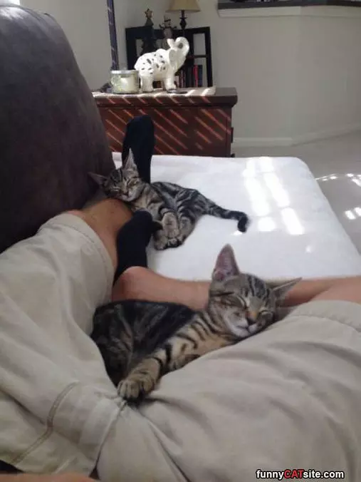 These Cats Are Relaxed