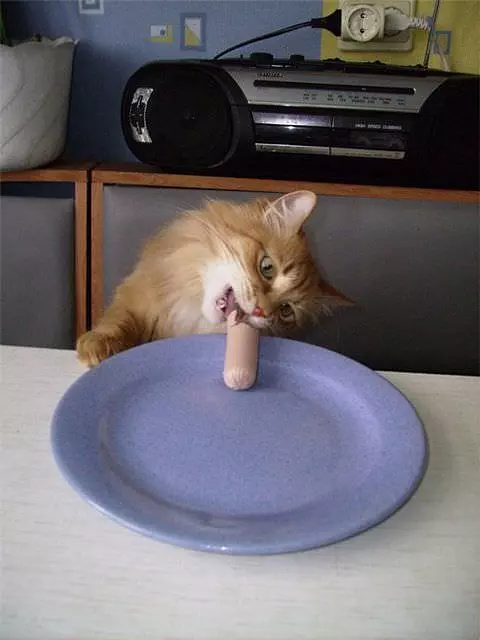 Hot Dog Nom Nom Nom