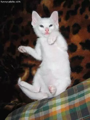 White Cat On Tiger Print