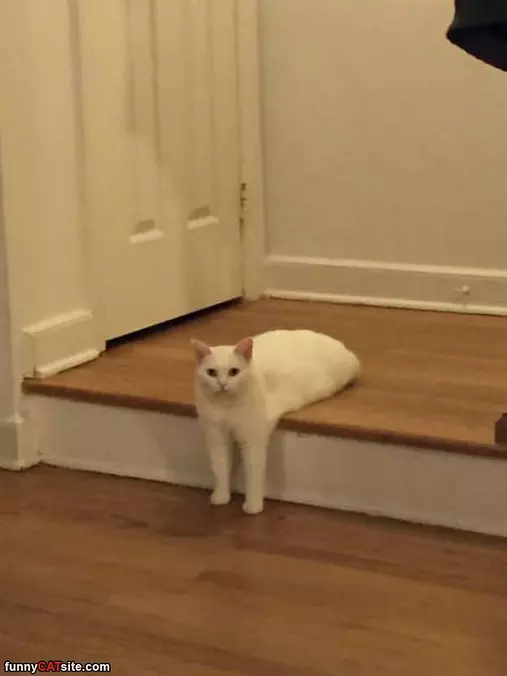 I Am A Flat Cat