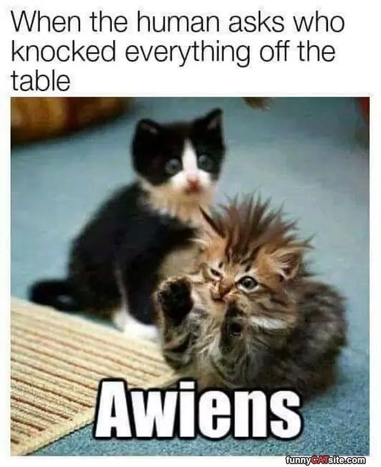 Awiens