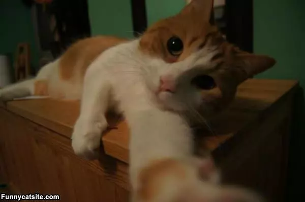 Kitty Self Pic