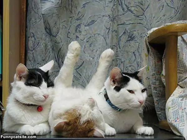 One Cat Is Not Like The Others