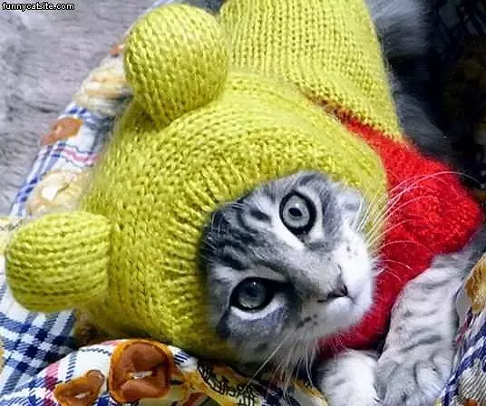 Cat In The Hat