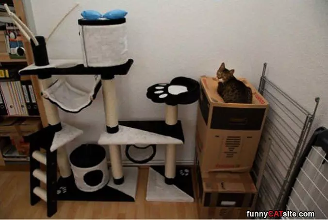 The Box Is Better