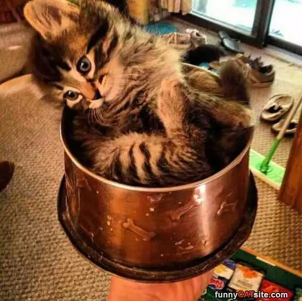 I Am Dog Food Lol