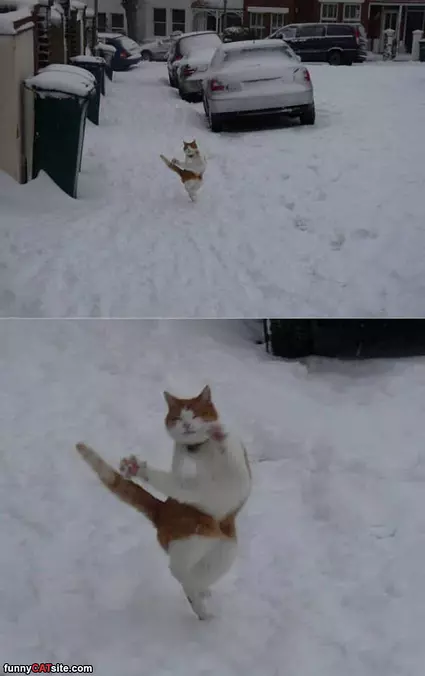 Jazzy Cat