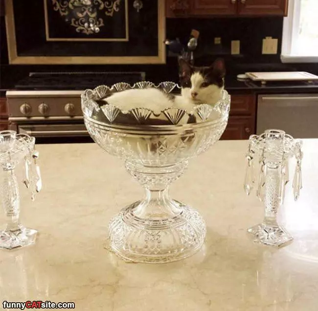The Crystal Cat