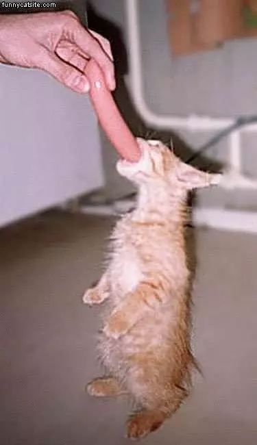 Kitten Eats Hot Dog