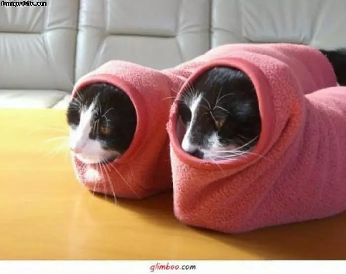 Cat Warmers