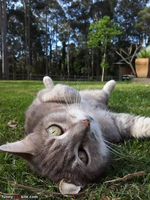 Laying Around