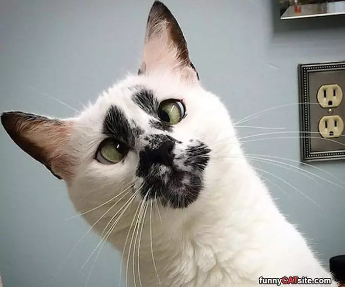 That Is A Cool Cat