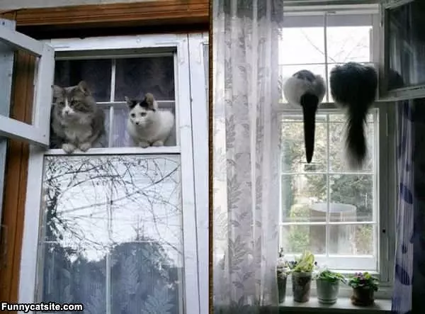 Window Cats
