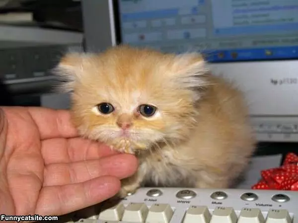 Kitty Needs Cleaning