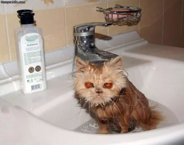 Ready For Shampoo Now