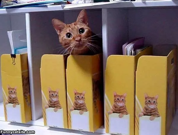 Im Hiding