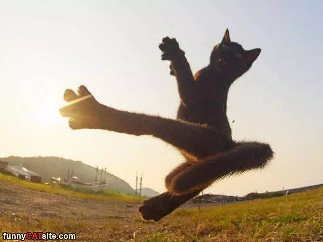 Quite The Ninja