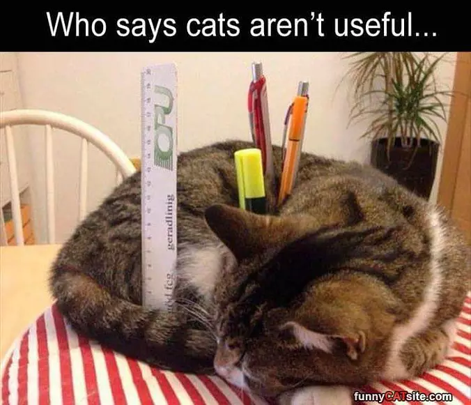 A Very Useful Cat