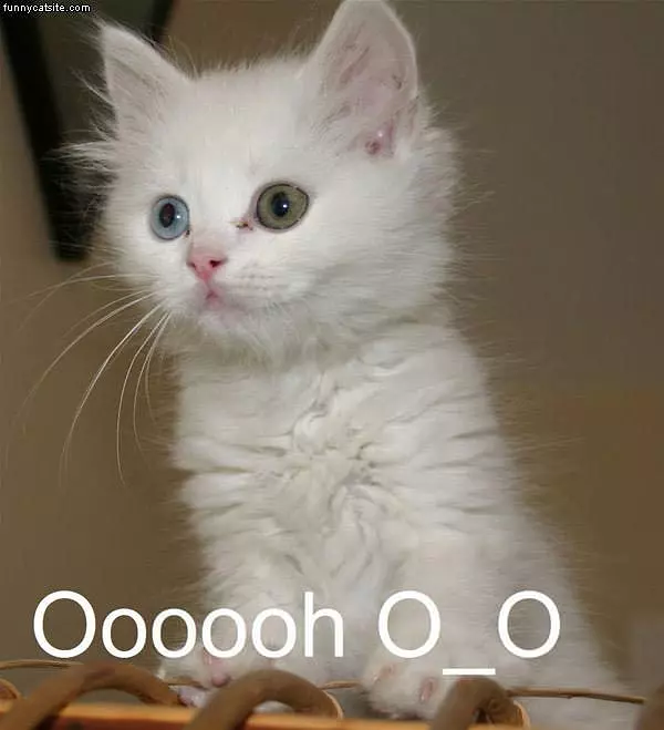 Ooo