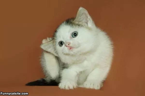 Scratch Scratch