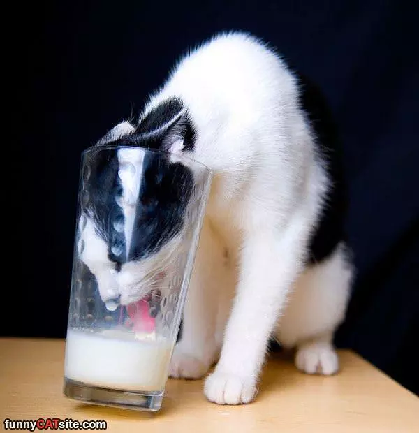 Head In The Milk