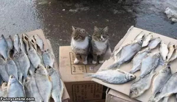 Two Fishes Please