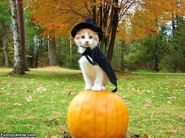 King Of This Pumpkin