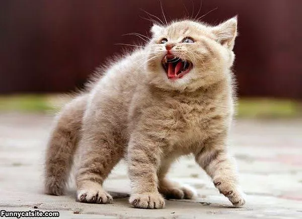 Puffy Kitty