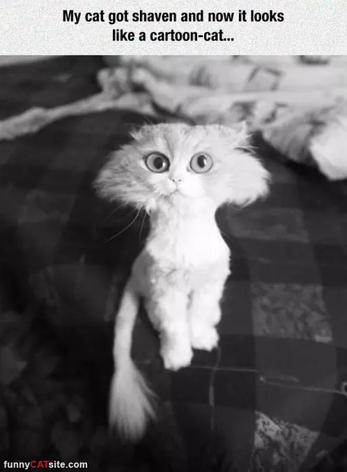 Shaved Cat
