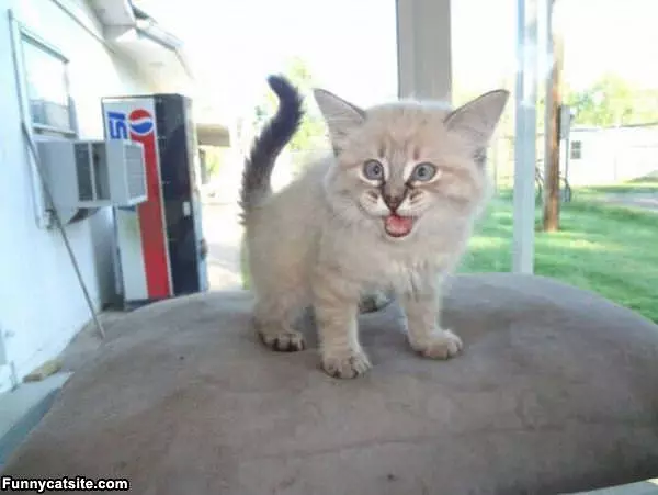 Jump Rawrr