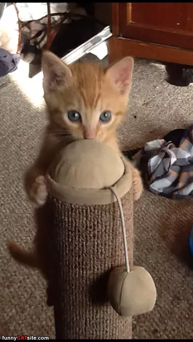 This Is A Fun Toy