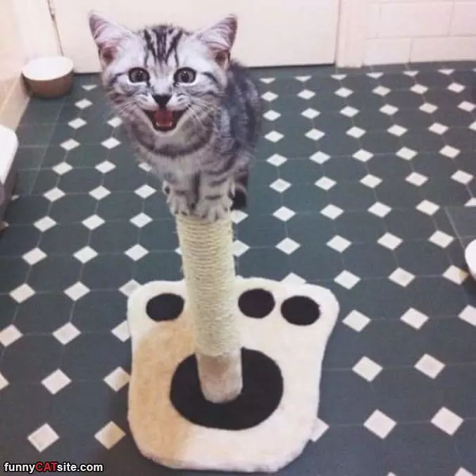 Balancing Act