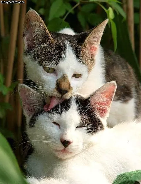 Let Me Help You