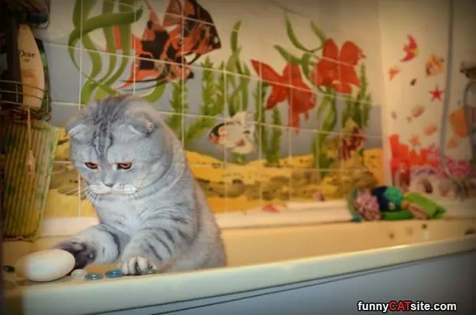 This Cat Loves Bath Time