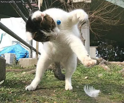 Playing With A Feather