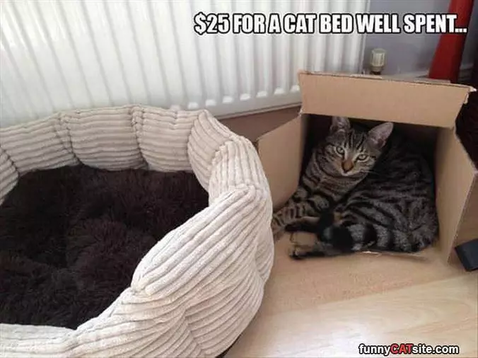 Cat Bed Money Well Spent