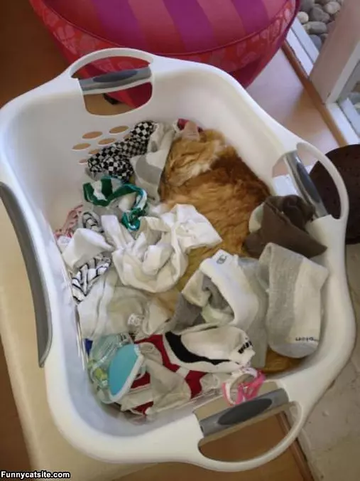 Cat Asleep In The Basket
