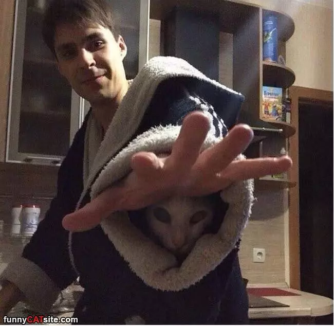 Wizard Cat