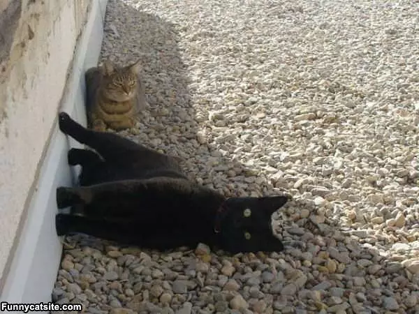 Sideways Cat
