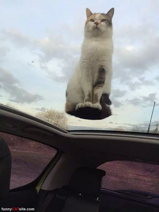 The Floating Cat