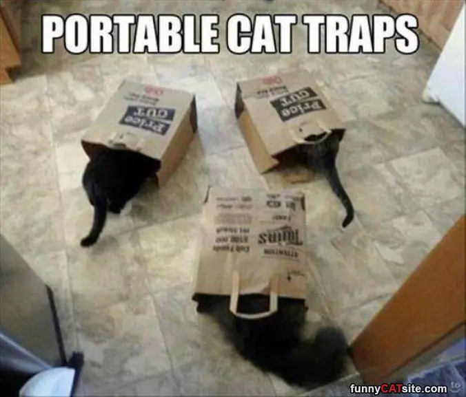 Cat Traps