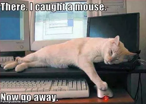 Caught A Mouse