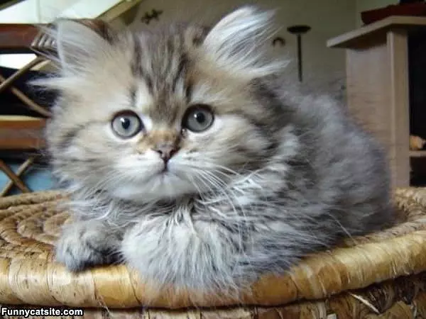 Puffy Cat
