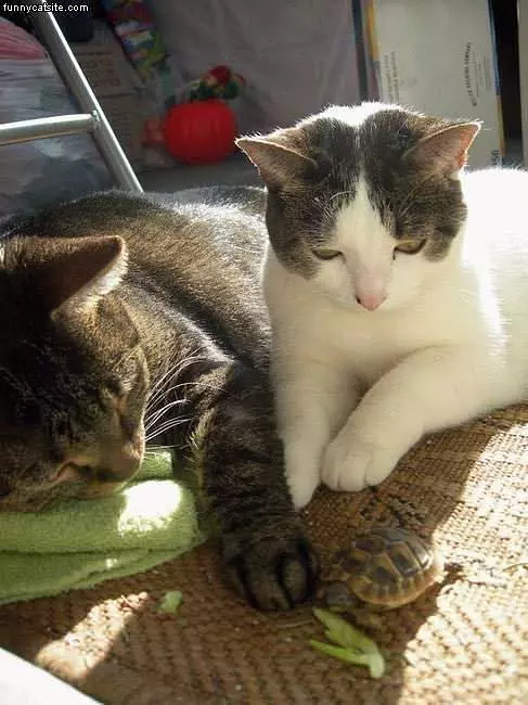 Cats Play With Turtle