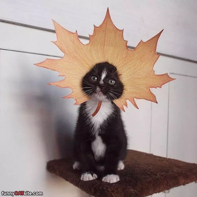 Maple Cat