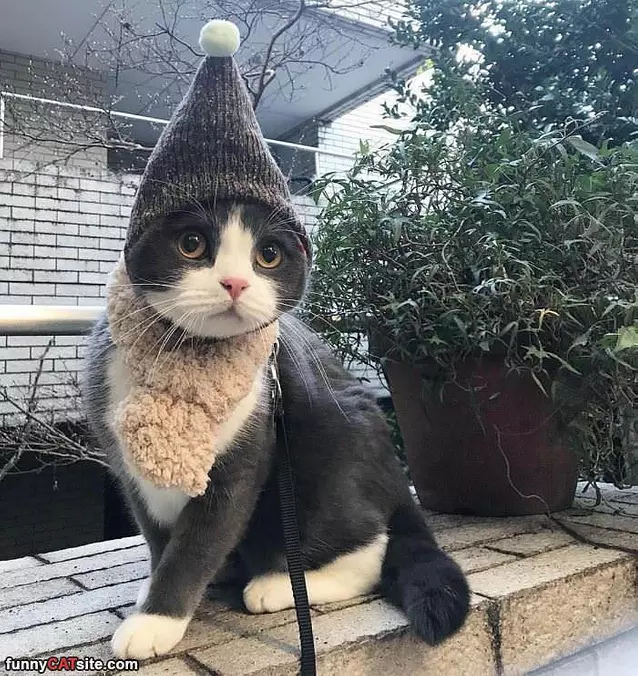 Just Have My New Hat