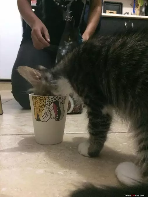 I Am A Tiger Now